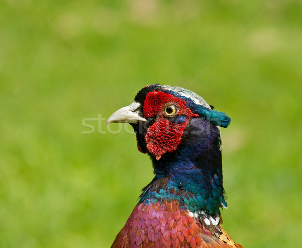 Common Pheasant Head Stock photo © suerob