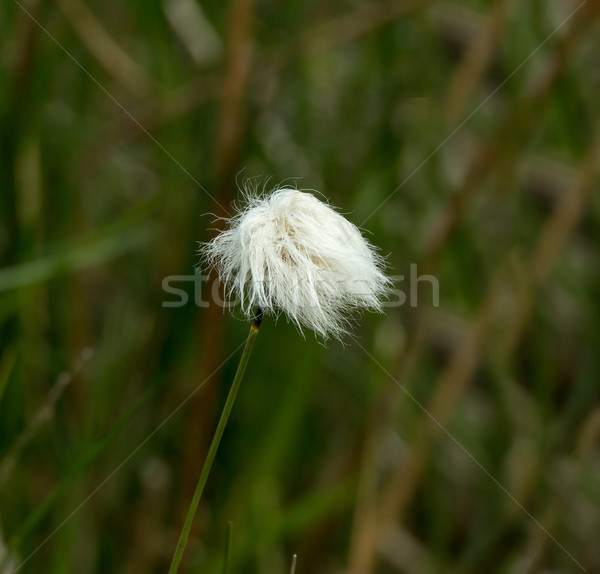 Cotton Grass Stock photo © suerob