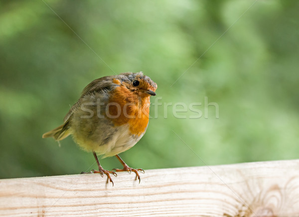 Robin on Fence, Head Tilted Stock photo © suerob