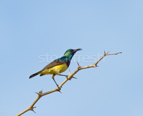 Variable Sunbird Stock photo © suerob