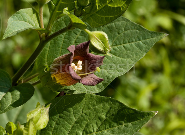 Deadly Nightshade Stock photo © suerob