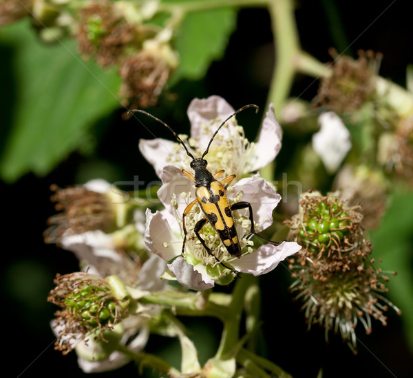 Kever Geel zwarte natuur insect Engeland Stockfoto © suerob