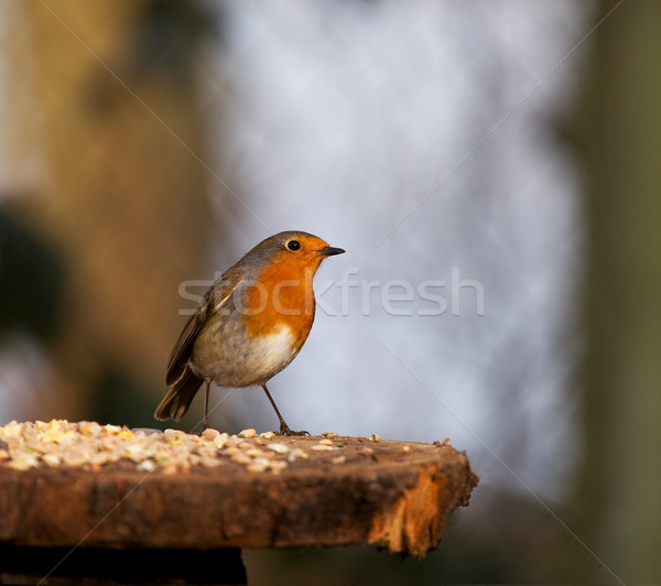 Perky Robin  Stock photo © suerob