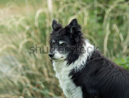 邊境牧羊犬 射擊 長者 蘇格蘭 商業照片 © suerob