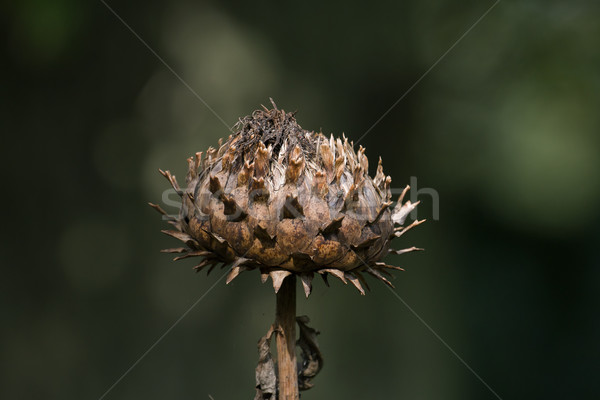 Földgömb mag fej kert ősz növény Stock fotó © suerob