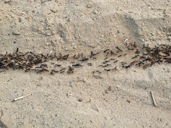 Sürücü karıncalar sütun Gambiya seyahat Afrika Stok fotoğraf © suerob