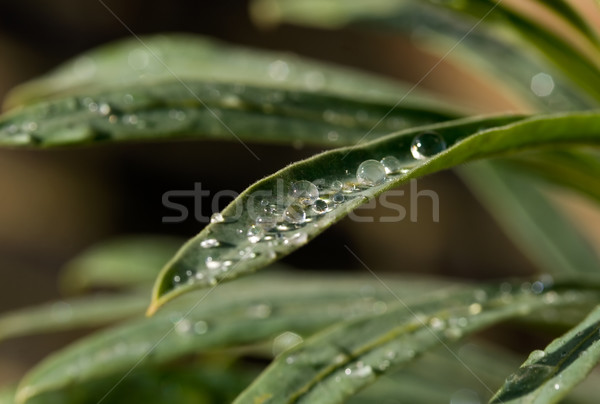 Esőcseppek levél makró lövés víz absztrakt Stock fotó © suerob