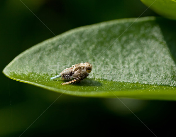 Macro tiro olho natureza jardim bicho Foto stock © suerob