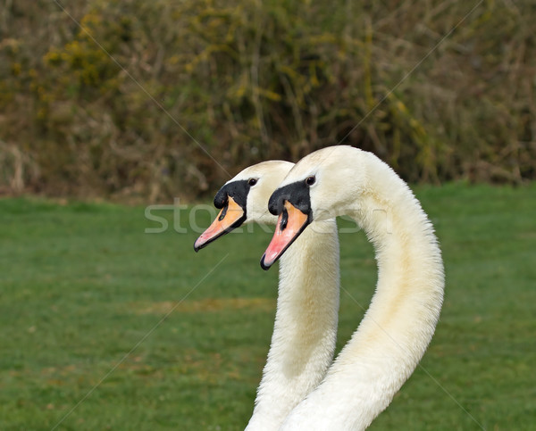 Mute Swans Stock photo © suerob
