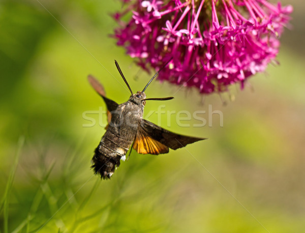 Hummingbird Hawk-moth Stock photo © suerob