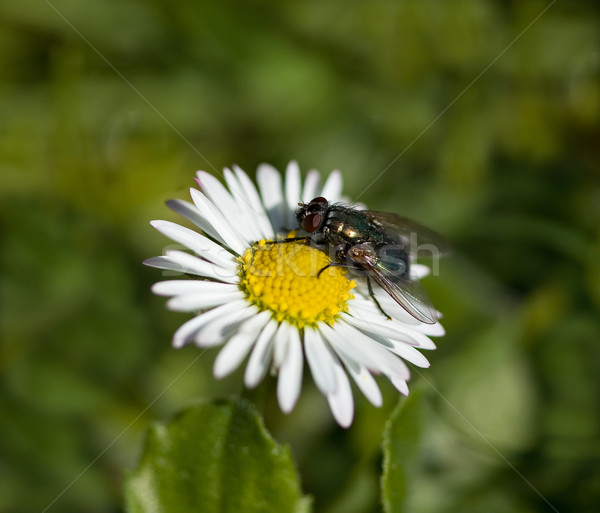Fly on daisy Stock photo © suerob