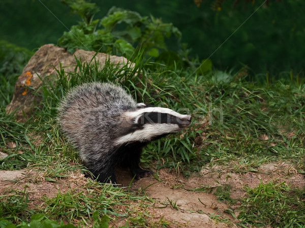 [[stock_photo]]: Blaireau · regarder · européenne · campagne · quelque · chose