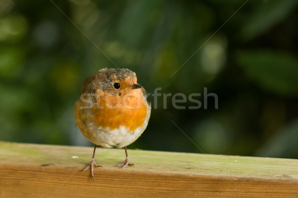 Robin on Fence looking to Its Left Stock photo © suerob