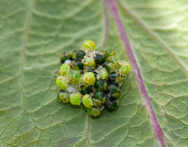 Green Shield Bugs hatching Stock photo © suerob