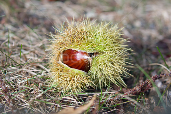 Sweet Chestnut in Shell Stock photo © suerob