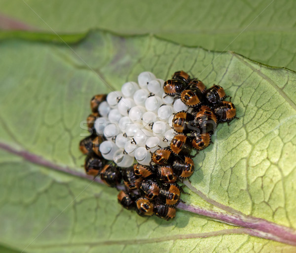 Green Shield Bugs Day 3 Stock photo © suerob
