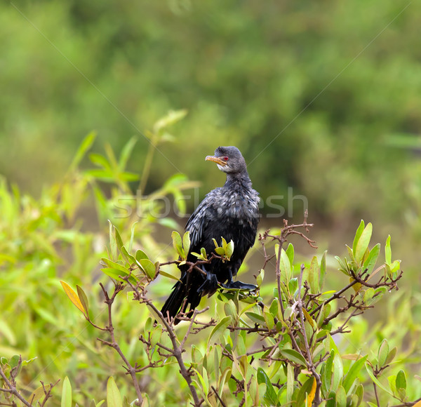 Natur Vogel rot Urlaub Reise Gambia Stock foto © suerob