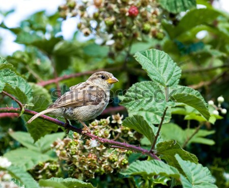 Blauw tit voedsel regen klein tuin Stockfoto © suerob