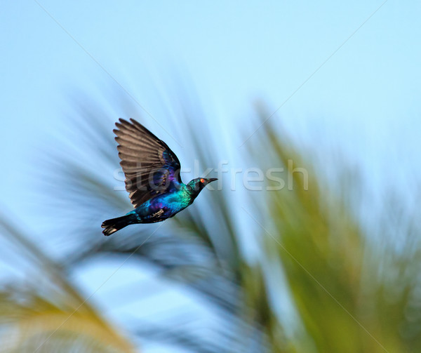 Lesser Blue-eared Glossy Starling in flight Stock photo © suerob