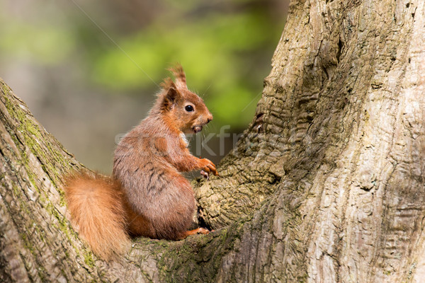 Red Squirrel in Tree Stock photo © suerob