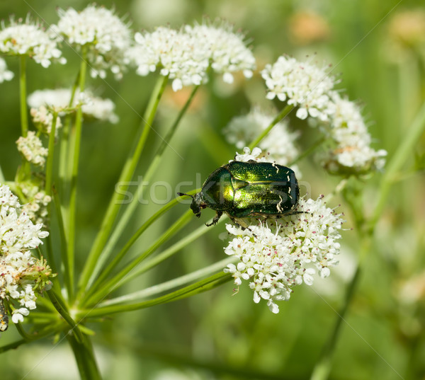 Wzrosła zielone charakter owadów beetle przyrody Zdjęcia stock © suerob