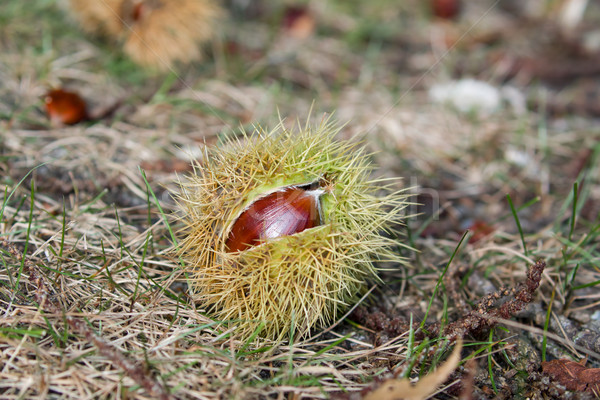 Sweet Chestnut on Ground Stock photo © suerob