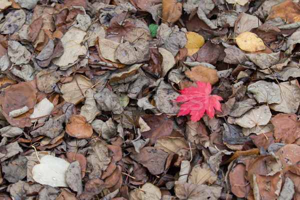 Folhas um vermelho folha madeira Foto stock © suerob