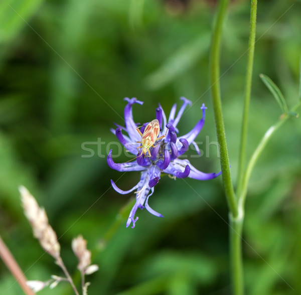 Plant bug macro seizoen Stockfoto © suerob