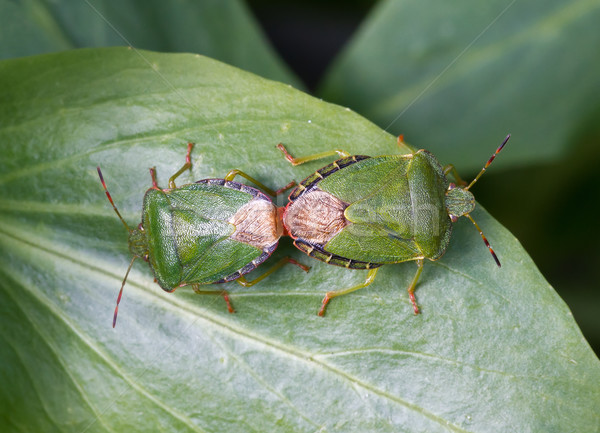Common Green Shield Bugs mating Stock photo © suerob