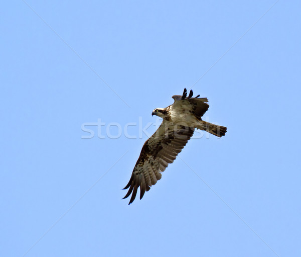 Osprey Stock photo © suerob