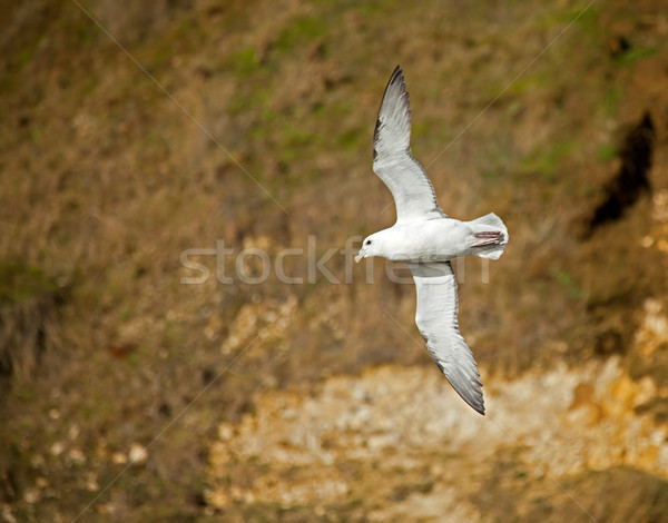 Northern Fulmar Stock photo © suerob