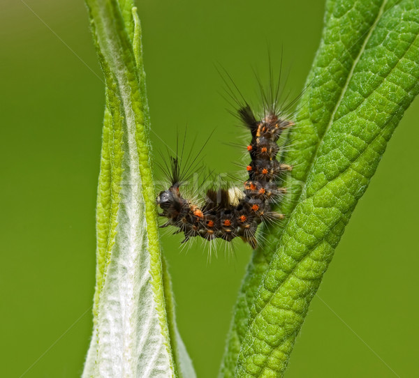 Stockfoto: Rups · macro · shot · behaard · insect · klimmen