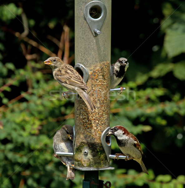 House Sparrows Stock photo © suerob
