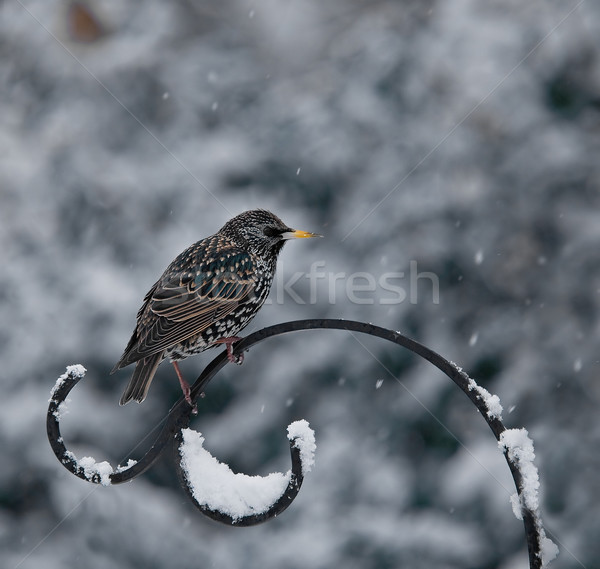 Starling in Snow Stock photo © suerob