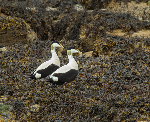 Deux Homme plage nature été oiseau [[stock_photo]] © suerob