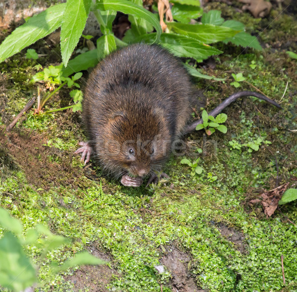 Water Vole  Stock photo © suerob