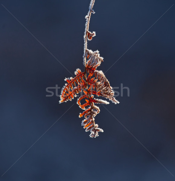 Gel glace hiver froid saison brun [[stock_photo]] © suerob