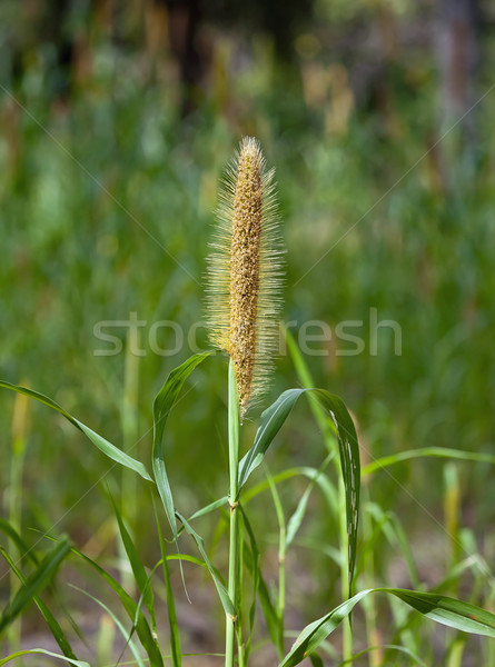 Couscous in The Gambia Stock photo © suerob
