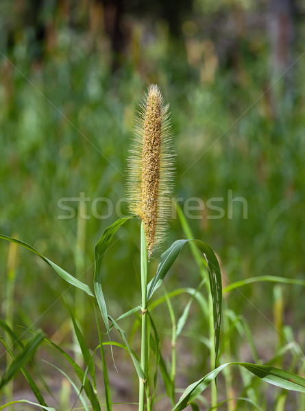 Kuszkusz Gambia termény növekvő nők természet Stock fotó © suerob