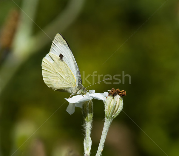 Large White Butterfly Stock photo © suerob