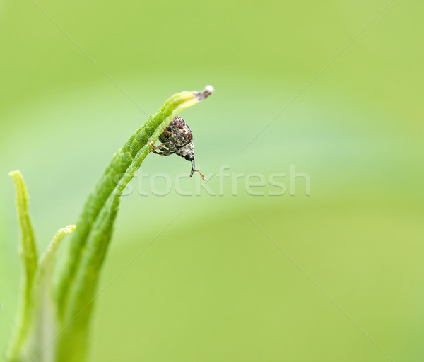 Macro tiro inseto olhando para baixo folha Foto stock © suerob