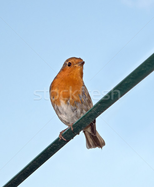 Stock photo: European Robin