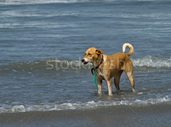 Perro pie superficial olas borde costa Foto stock © suerob
