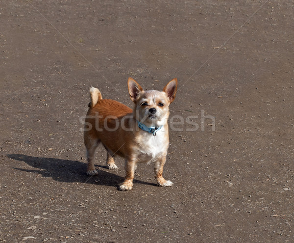 Small Dog with Attitude Stock photo © suerob