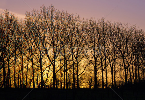 Nieuwe jaren dag dawn bliksem hemel Stockfoto © suerob