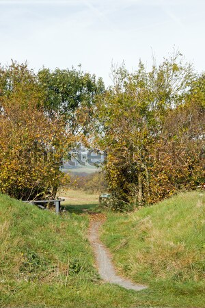 ścieżka drzew południe jesienią chodzić Zdjęcia stock © suerob