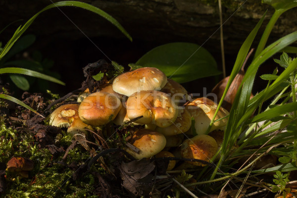 Gombák gyülekezet növekvő Sussex fa halott Stock fotó © suerob