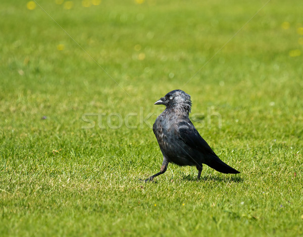 Oeil oiseau noir blanche brun européenne [[stock_photo]] © suerob