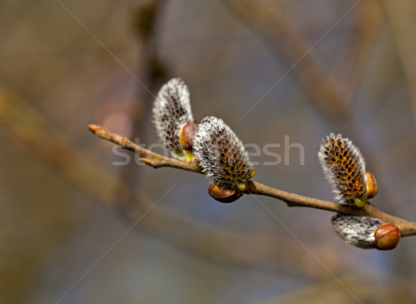 Stock photo: Catkins in Sunlight