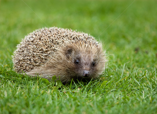 Hedgehog Stock photo © suerob